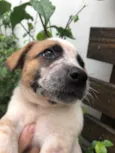Cachorro raça SRD  idade Abaixo de 2 meses nome Sem nome