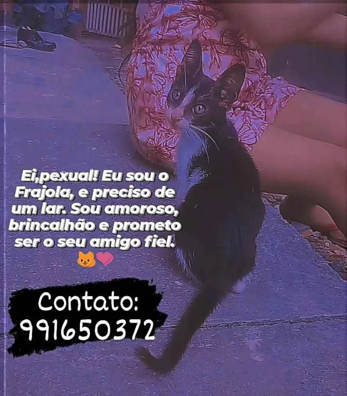 Gato ra a Frajola idade Abaixo de 2 meses nome Frajola