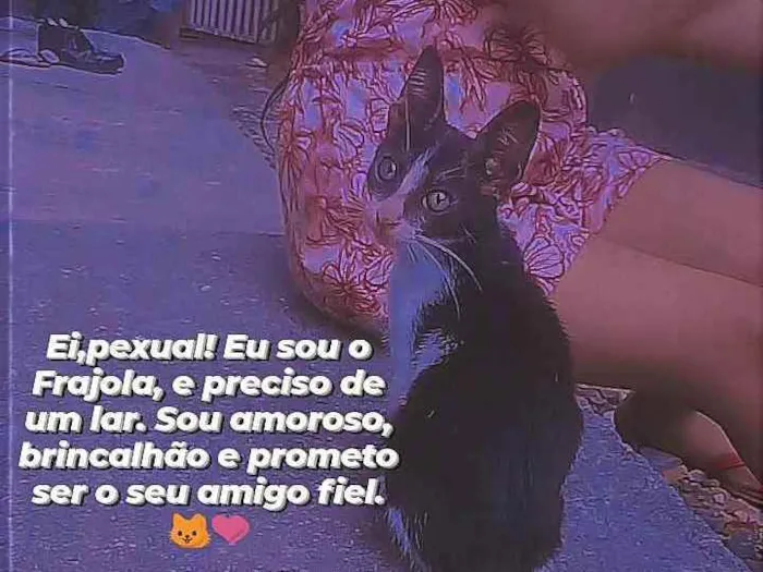 Gato ra a Frajola idade Abaixo de 2 meses nome Frajola