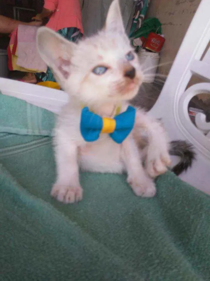 Gato ra a Comum idade 2 a 6 meses nome Chapolim