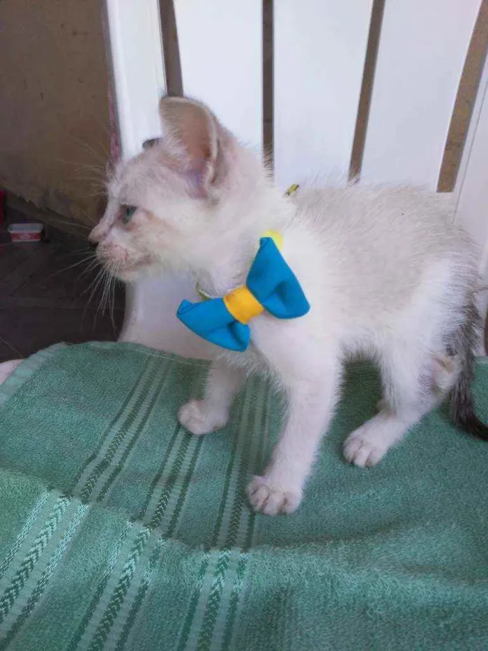 Gato ra a Comum idade 2 a 6 meses nome Chapolim