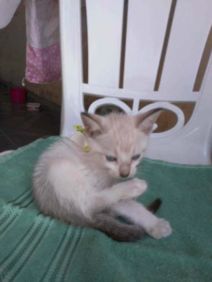 Gato ra a Comum idade 2 a 6 meses nome Chapolim