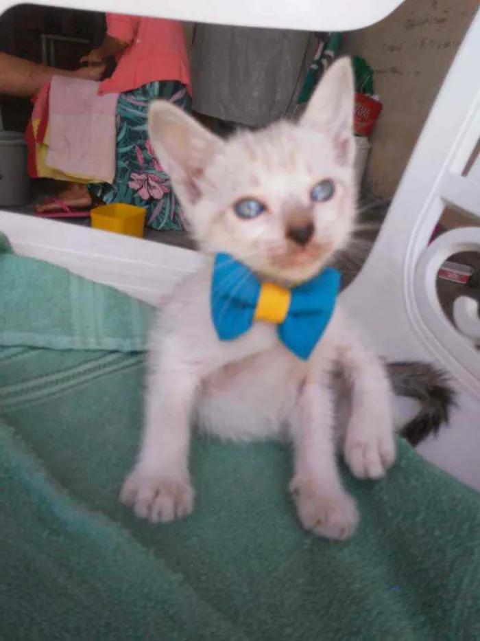 Gato ra a Comum idade 2 a 6 meses nome Chapolim