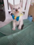 Chapolim