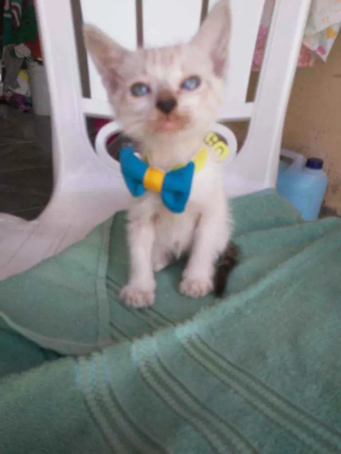 Gato ra a Comum idade 2 a 6 meses nome Chapolim