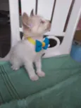 Chapolim
