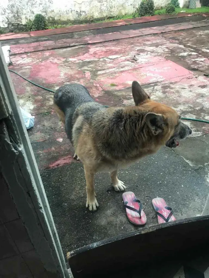 Cachorro ra a Pastor Alemão idade 6 ou mais anos nome Apollo