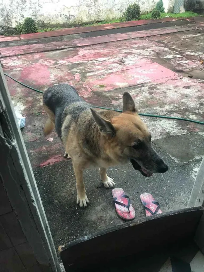 Cachorro ra a Pastor Alemão idade 6 ou mais anos nome Apollo