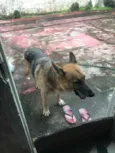 Apollo