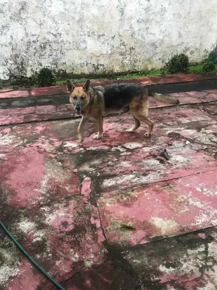 Cachorro ra a Pastor Alemão idade 6 ou mais anos nome Apollo