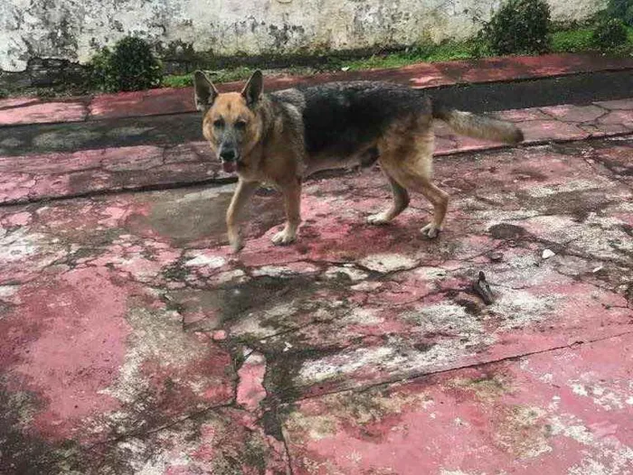Cachorro ra a Pastor Alemão idade 6 ou mais anos nome Apollo