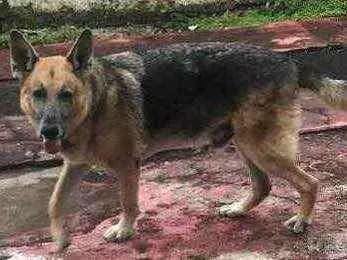 Cachorro ra a Pastor Alemão idade 6 ou mais anos nome Apollo