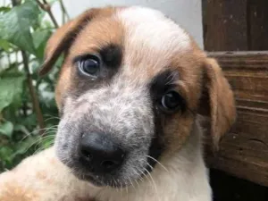 Cachorro raça SRD  idade Abaixo de 2 meses nome Sem nome