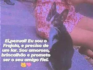 Gato raça Frajola idade Abaixo de 2 meses nome Frajola