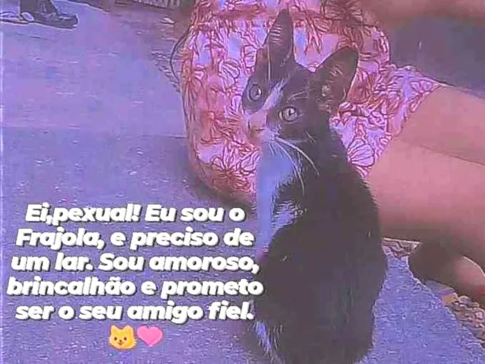 Gato ra a Frajola idade Abaixo de 2 meses nome Frajola