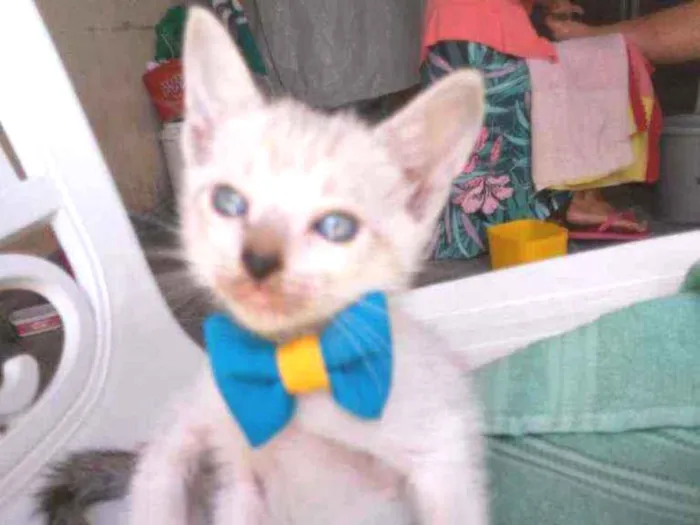 Gato ra a Comum idade 2 a 6 meses nome Chapolim