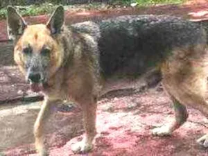 Cachorro raça Pastor Alemão idade 6 ou mais anos nome Apollo