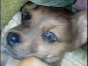 Cachorro raça Sem raca definida idade 2 a 6 meses nome Chamei de lola