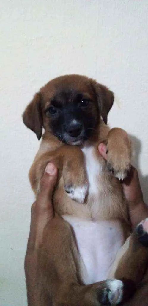 Cachorro ra a Viralata  idade 2 a 6 meses nome Não tem 