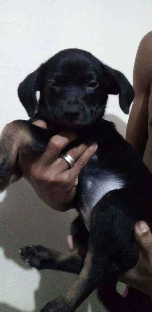 Cachorro ra a Viralata  idade 2 a 6 meses nome Não tem 