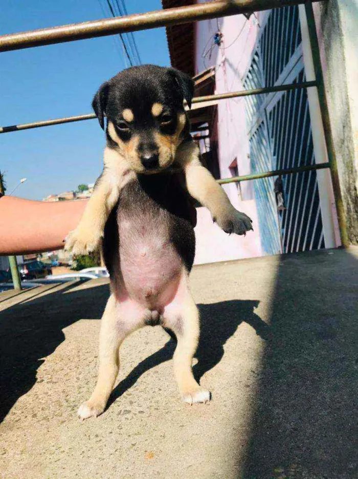 Cachorro ra a Sem raça  idade 2 a 6 meses nome Thor
