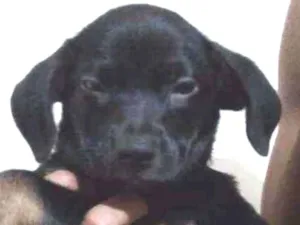 Cachorro raça Viralata  idade 2 a 6 meses nome Não tem 