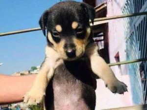 Cachorro raça Sem raça  idade 2 a 6 meses nome Thor