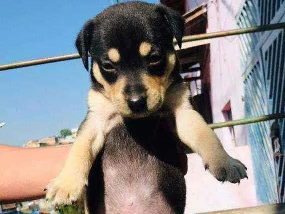 Cachorro ra a Sem raça  idade 2 a 6 meses nome Thor