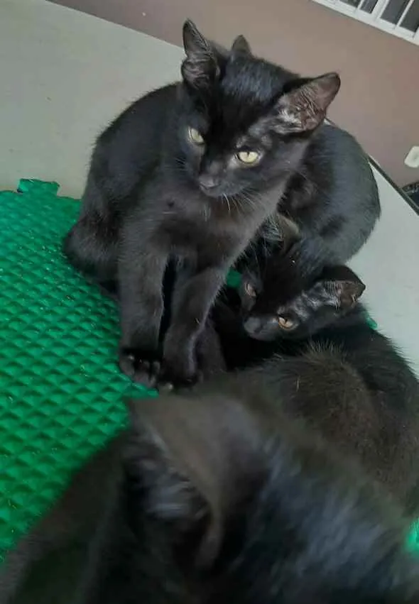 Gato ra a Sem raça idade 2 a 6 meses nome Sem nome