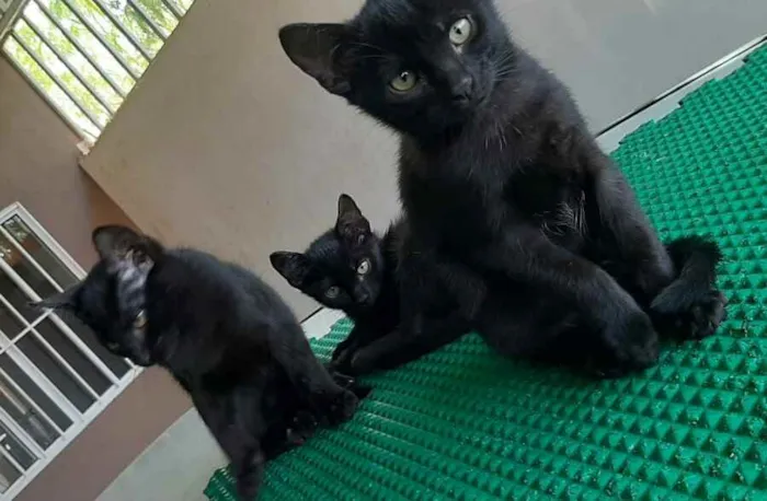 Gato ra a Sem raça idade 2 a 6 meses nome Sem nome