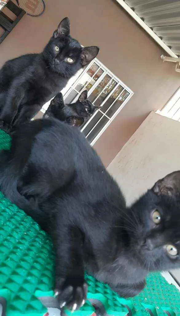 Gato ra a Sem raça idade 2 a 6 meses nome Sem nome