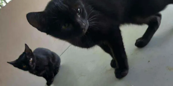 Gato ra a Sem raça idade 2 a 6 meses nome Sem nome