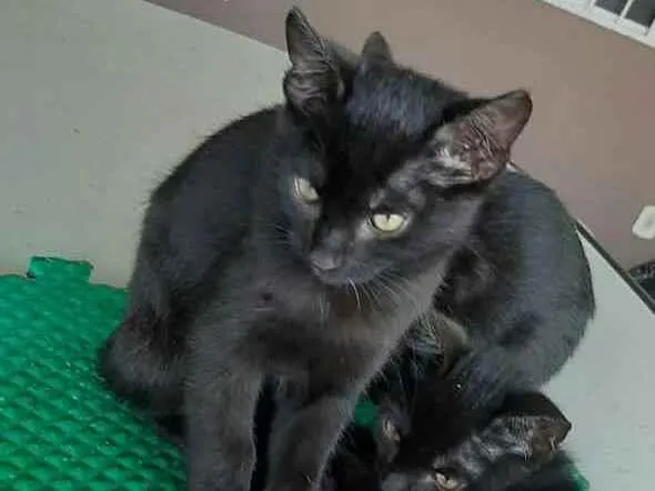 Gato ra a Sem raça idade 2 a 6 meses nome Sem nome