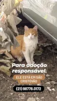 Loirinho