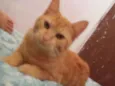 Chiquinho