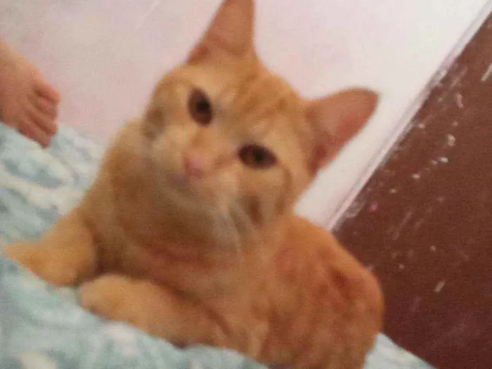 Gato raça Amadela idade 1 ano nome Chiquinho