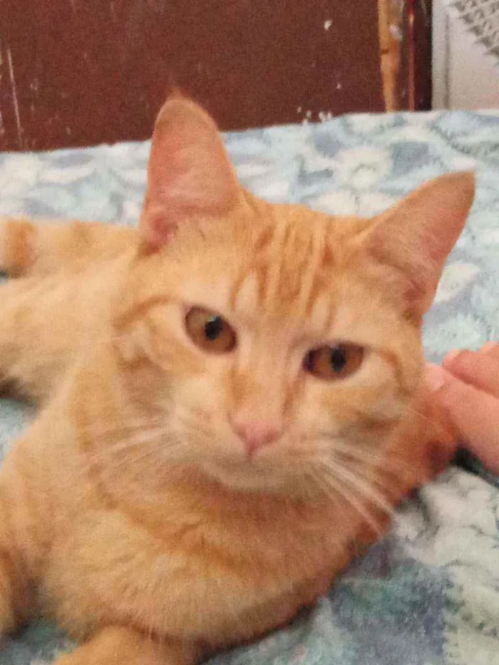 Gato raça Amadela idade 1 ano nome Chiquinho