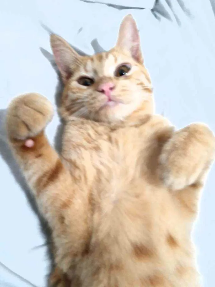Gato raça Amadela idade 1 ano nome Chiquinho