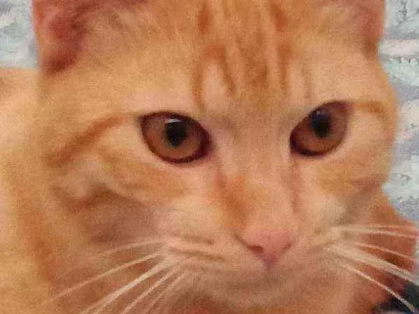 Gato raça Amadela idade 1 ano nome Chiquinho