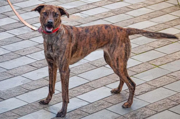 Cachorro ra a Vira lata idade 1 ano nome Maya