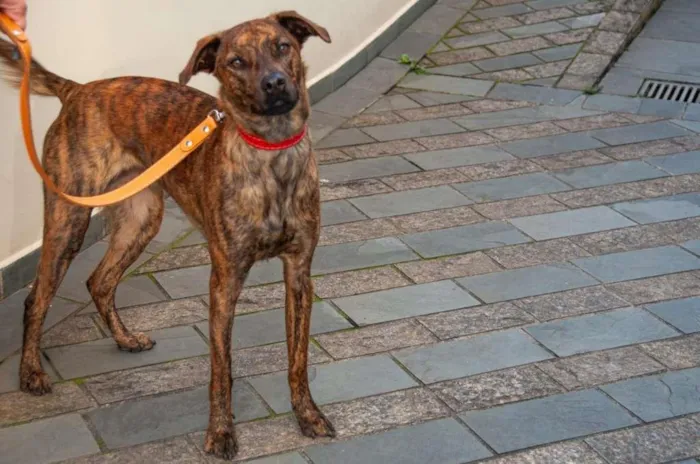 Cachorro ra a Vira lata idade 1 ano nome Maya