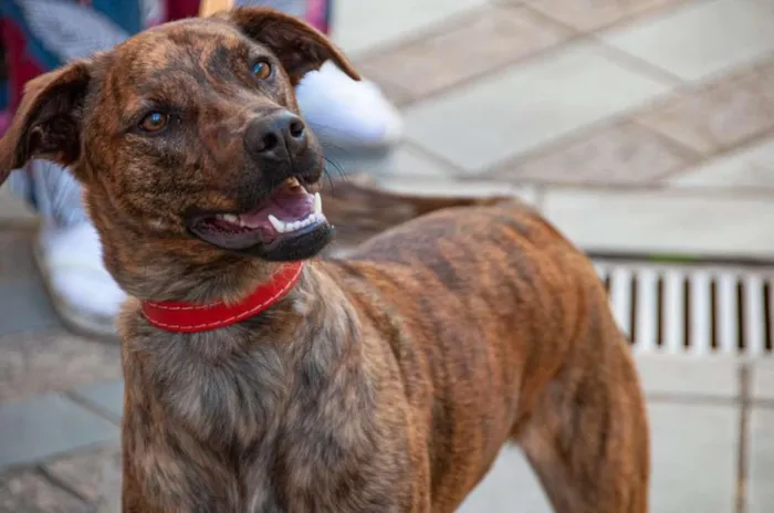 Cachorro ra a Vira lata idade 1 ano nome Maya