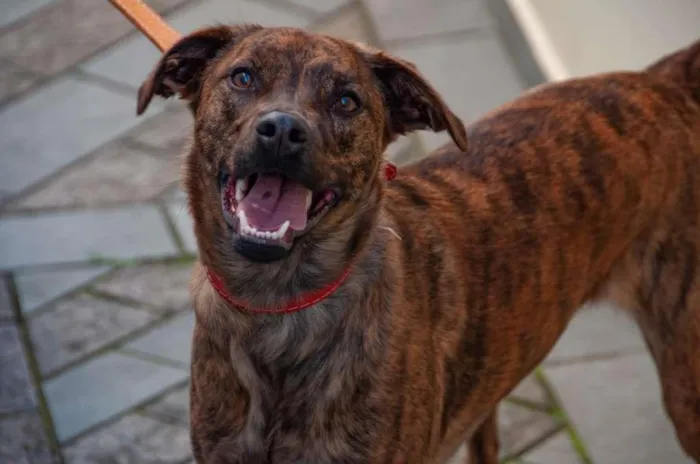 Cachorro ra a Vira lata idade 1 ano nome Maya