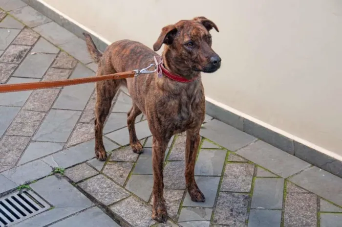 Cachorro ra a Vira lata idade 1 ano nome Maya