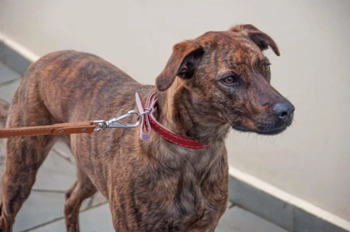 Cachorro ra a Vira lata idade 1 ano nome Maya