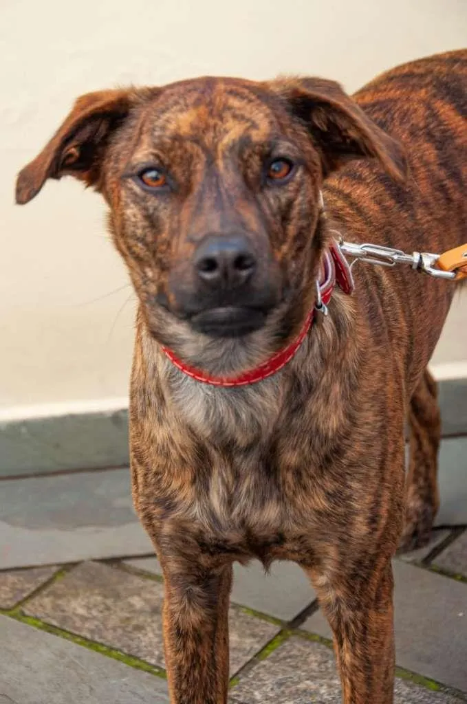 Cachorro ra a Vira lata idade 1 ano nome Maya