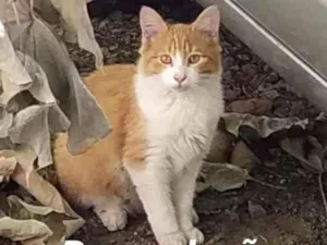 Gato raça Sem definição  idade 2 a 6 meses nome Loirinho
