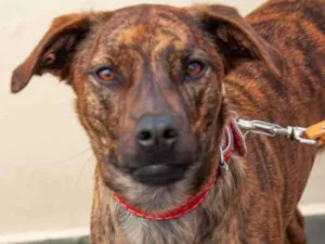 Cachorro raça Vira lata idade 1 ano nome Maya