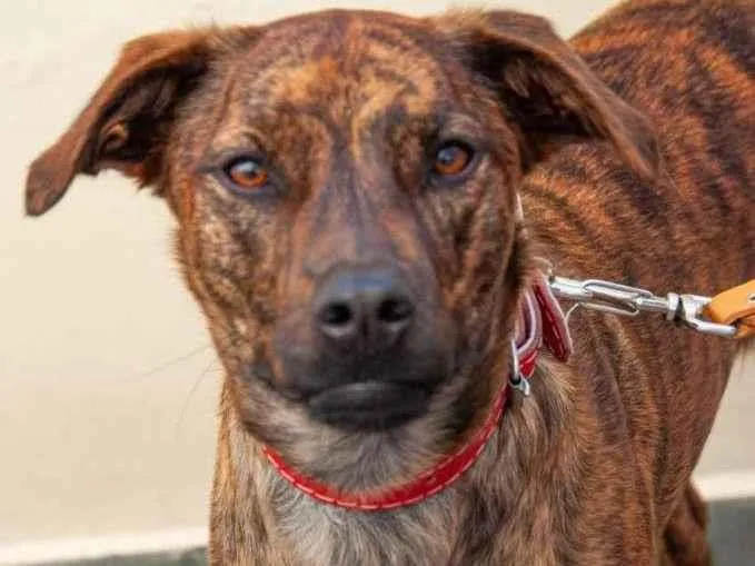 Cachorro ra a Vira lata idade 1 ano nome Maya