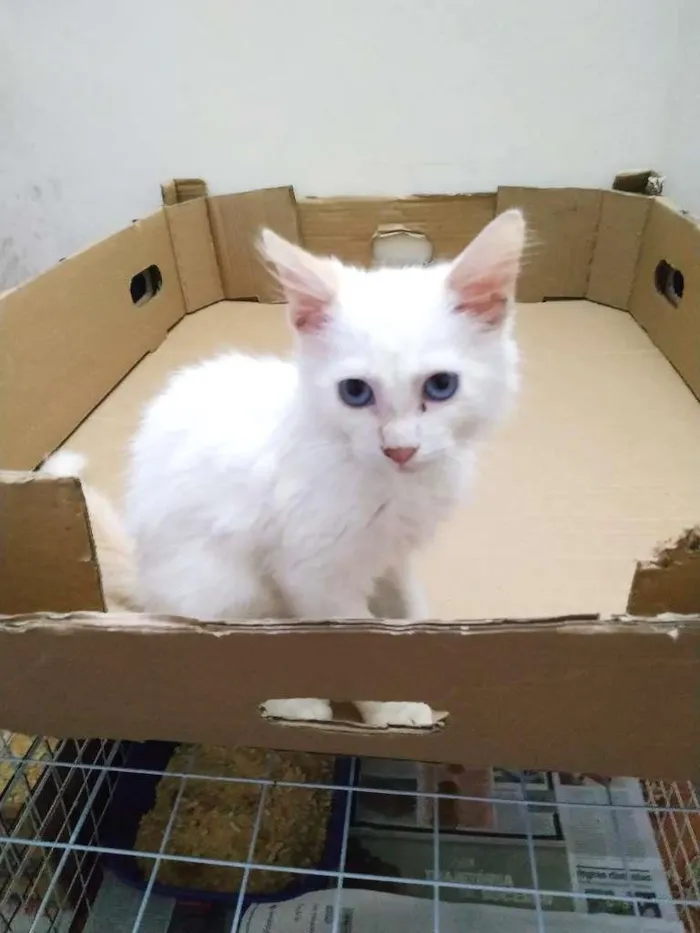 Gato ra a  idade 2 a 6 meses nome Branquinho